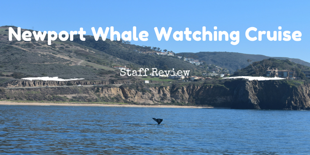 newport-whale-watching-cruise