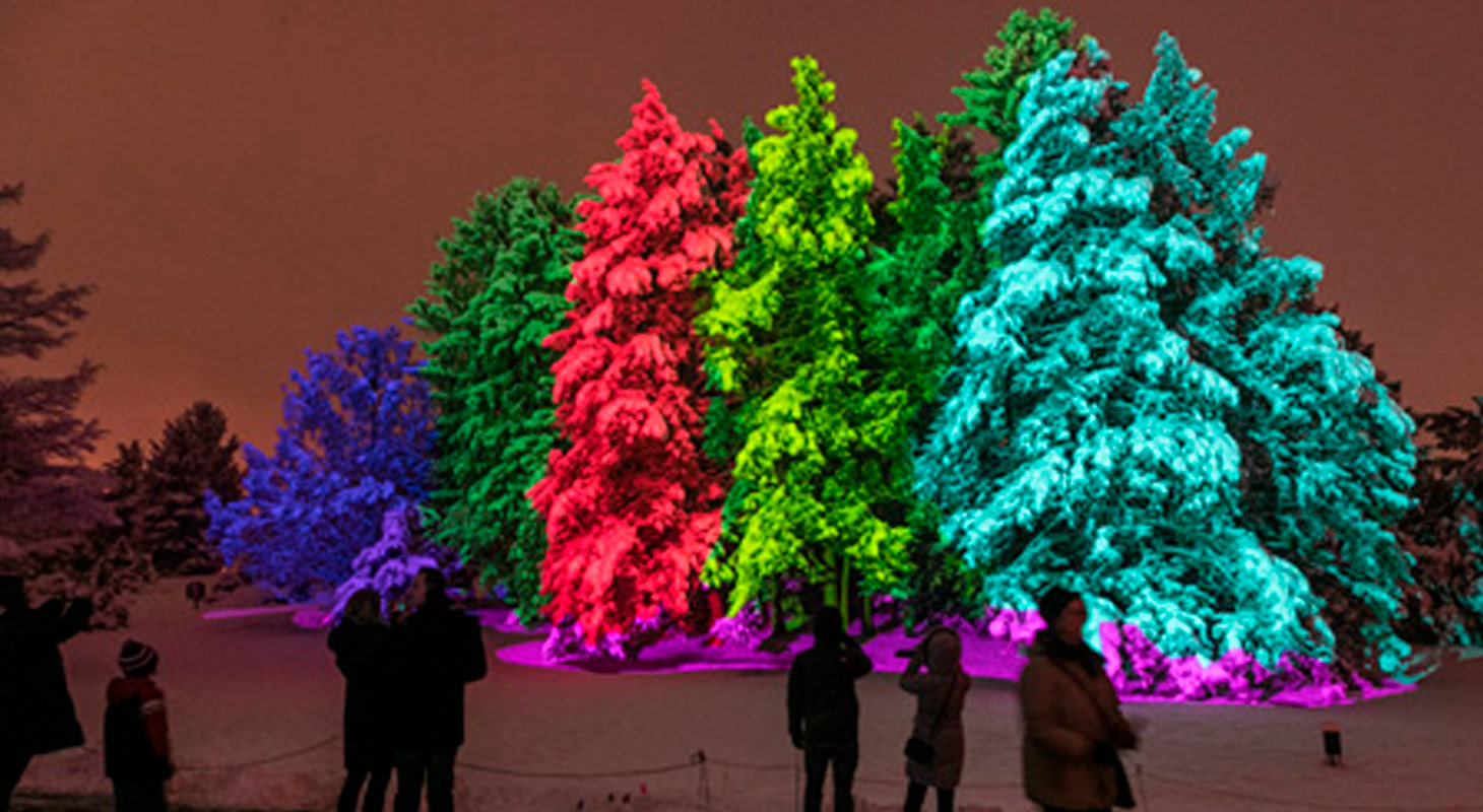 Illumination: Tree Lights at The Morton Arboretum