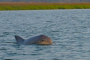 Disappearing Island Dolphin Spotting Tour