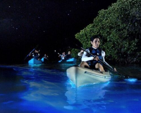 Indian River Bioluminescence Kayak Or SUP Tour