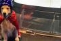 Oak Ridge North Indoor Skydiving Experience