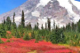 Seattle Mt. Rainier National Park Day Tour