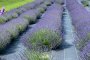 New York Lavender Farm and Shopping Experience