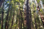 San Francisco Golden Gate and Muir Woods Tour