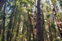 San Francisco Scenic Muir Woods and Sausalito Tour