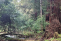 San Francisco Scenic Muir Woods and Sausalito Tour