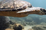Lauderdale-By-The-Sea Coral Reef Snorkeling Tour