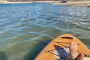 Lake Mead Paddle Board Adventure Experience