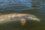 Canaveral National Seashore Sunrise Kayak Tour