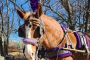 Central Park Horse Carriage Guided Adventure
