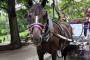 Central Park Horse Carriage Guided Adventure