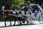 Central Park Horse Carriage Guided Adventure