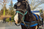 Central Park Horse Carriage Guided Adventure