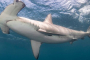 Lake Park Shark Snorkel Adventure Experience