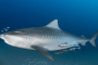 Lake Park Shark Snorkel Adventure Experience