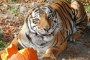 Saddlebrooke National Tiger Sanctuary Tour