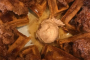 Charleston Downtown Food Tour