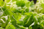 Charleston Farm-to-Table Food Tour