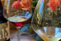 Sacramento Cider and Wine Tasting Tour