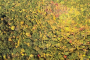Westchester County Fall Colors Helicopter Tour