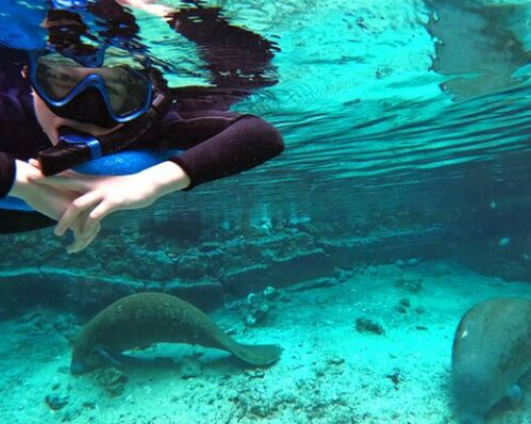 Crystal River Manatee Snorkel Tour Experience