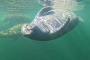 Crystal River Manatee Snorkel Tour Experience