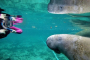 Crystal River Manatee Snorkel Tour Experience