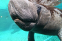 Crystal River Manatee Snorkel Tour Experience