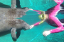 Crystal River Manatee Snorkel Tour Experience