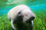 Crystal River Manatee Snorkel Tour Experience