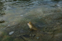 Alton Guided Fly Fishing Adventure Experience