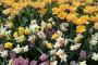 Longwood Gardens Scenic Bus Ride Experience