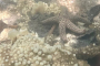 Don Pedro Island Kayaking Eco Tour
