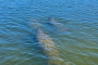 Don Pedro Island Kayaking Eco Tour
