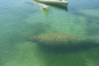 Don Pedro Island Kayaking Eco Tour
