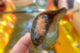 Don Pedro Island Kayaking Eco Tour