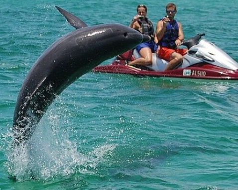 Fort Walton Beach Dolphin Jetski Adventure