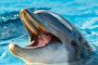 Fort Walton Beach Dolphin Jetski Adventure