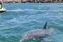 Fort Walton Beach Dolphin Jetski Adventure