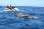 Fort Walton Beach Dolphin Jetski Adventure