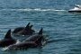 Fort Walton Beach Dolphin Jetski Adventure