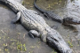 Vacherie Airboat and Plantation Tour Adventure