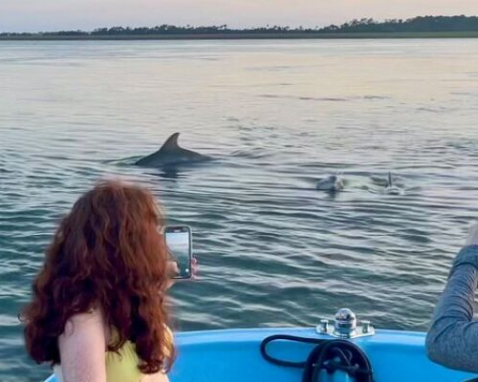 Folly Beach Dolphin and Shelling Adventure