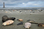 Folly Beach Dolphin and Shelling Adventure
