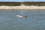 Folly Beach Dolphin and Shelling Adventure