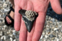 Folly Beach Dolphin and Shelling Adventure