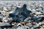 Folly Beach Dolphin and Shelling Adventure