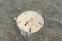 Folly Beach Dolphin and Shelling Adventure