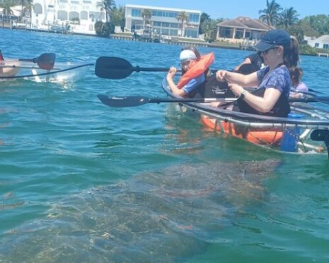 Sarasota Clear Kayak Ocean Wildlife Exploration