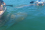 Sarasota Clear Kayak Ocean Wildlife Exploration